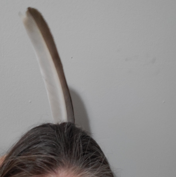 FOUND -- BIG Feather 11½ inch BEAUTIFUL Pheasant Bird Odd Decor Nature Outside - Picture 11 of 12